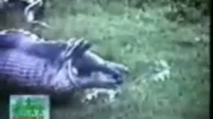 змея проглотила бегемота