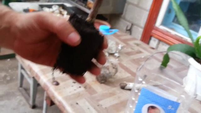 Посадка укоренённого саженца инжира. смотреть онлайн