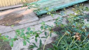 Неизвестный сорт кустовой  розы бело - алого цвета с приятным ароматом, начал единичное цветение.