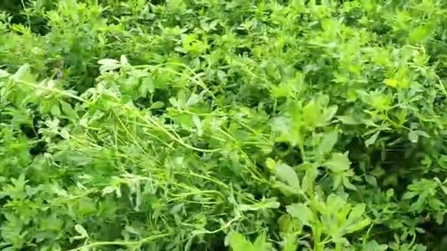 Люцерна (клевер) 1 укос продажа, цена. Бычки на продажу, сементал, белоголовые смесь