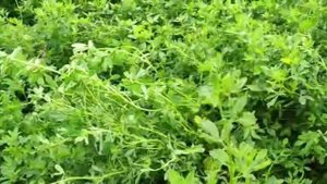 Люцерна (клевер) 1 укос продажа, цена. Бычки на продажу, сементал, белоголовые смесь