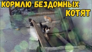 Кормим Бездомных Котят / Обзор На Велик