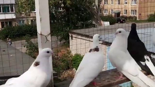 Ижевские голуби(последний выводок) г. Муром /8-920-624-88-42/ смотреть онлайн