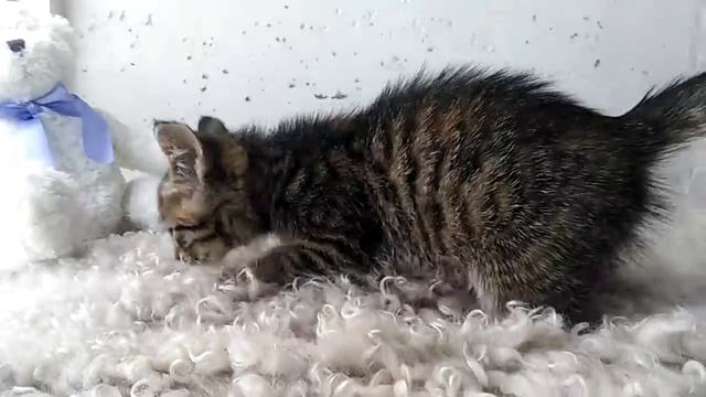 Котенок в хорошие руки (девочка) СПб Колпино Тельмана Войскорово смотреть онлайн