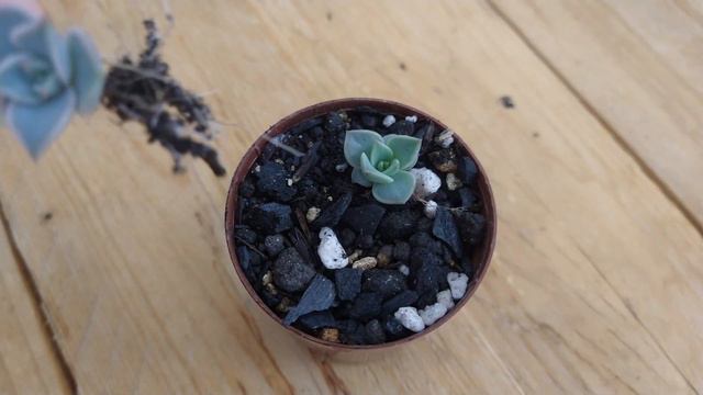 Todas as mudas da echeveria madiba feitas por folha😍+ floração da echeveria gilva смотреть онлайн