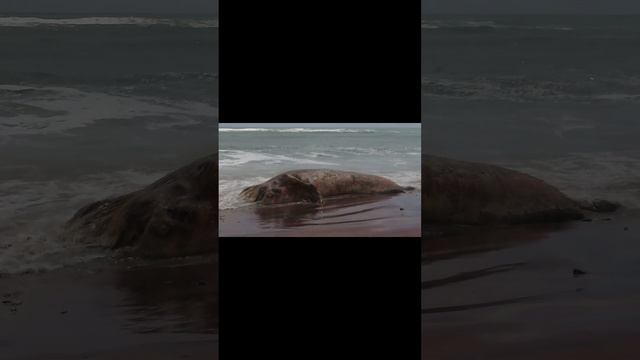 The sad end of a Whale #africa #namibia #skeltoncoast #whale