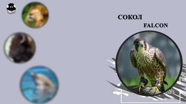 Английский для детей,Факты о животных2 смотреть онлайн