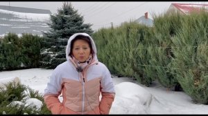 Баяццо - роза со знаком качества ADR. Лучший новый сорт. Питомник растений Е. Иващенко