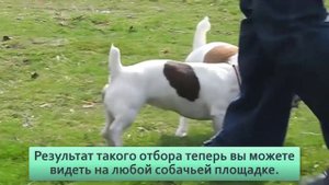 Джек-рассел терьер: В каждой норе затычка. Как британцы вывели «ядерный реактор на ножках»?