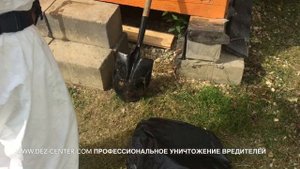 Уничтожение осиного гнезда на даче