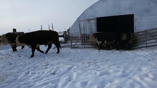 Вот каких БЫЧКОВ НУЖНО ОТКАРМЛИВАТЬ!!! Герефорды смотреть онлайн