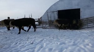 Вот каких БЫЧКОВ НУЖНО ОТКАРМЛИВАТЬ!!! Герефорды