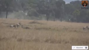 Wildebeest completely unaware of a lion behind it   Антилопа гну совершенно не подозревает о Льве з