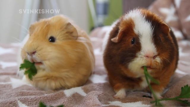 Морские свинки едят петрушку! НЯМ-НЯМ-НЯМ! / SvinkiShow смотреть онлайн