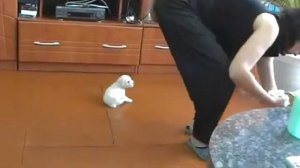 Щенки пуделя