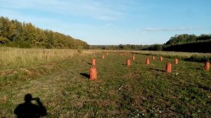 Сбор урожая Лук Шалот Аристократический