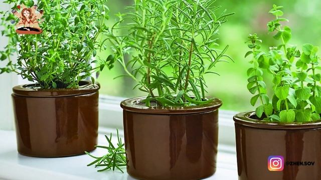7 Лучших Пряностей и Овощей для Выращивания на Балконе!
