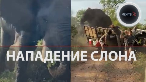Взбесившийся слон атаковал джип со студентами во время сафари | Видео