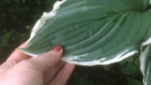 Хоста. Хосты на даче. Моя коллекция :) МИНСК