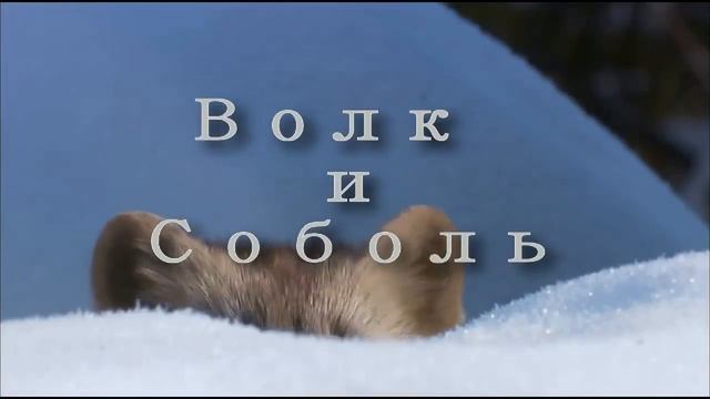 Животные сибири смотреть онлайн