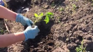 ПЕРЕЦ ПОСАДКА ПО ДВА В ЛУНКУ! ЧТО КЛАСТЬ В ЛУНКУ ДЛЯ ПЕРЦА