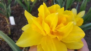 Нарцисс Дик Вилден . Narcissus Dick Wilden .