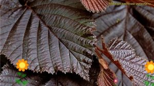 Лещина обыкновенная на штамбе Пурпуреа. Краткий обзор, описание corylus avellana Purpurea