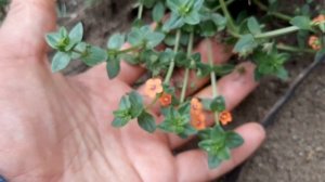 Lysimachia arvensis / Pimpinela Escarlata / Anagallis arvensis / Plantas silvestres