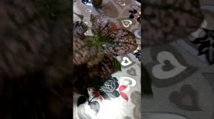 как укоренить Гипоэстос...мой результат укоренения