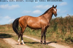 Бордо гуляет с хозяйкой в полях.