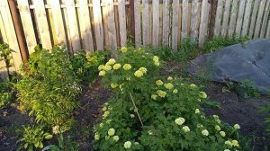 Строительство бани, ворота.Груша "Перун". #баня,#банясвоимируками,#грушаПерун,#строительство.