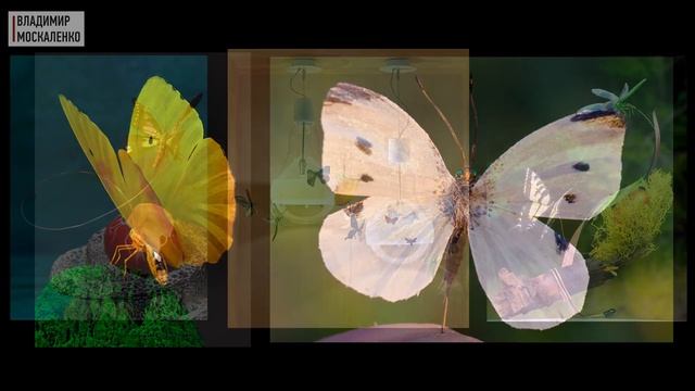 Ingo Maurer. Новинки дизайнерских светильников. Насекомые для Голливуда. Светильники Инго Маурер