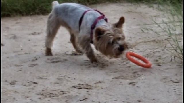 Edit for Bella 😭💔 смотреть онлайн