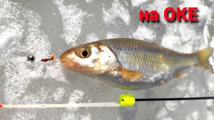 "КЛИНОК" он же ЕЛЕЦ. Насадка "Чернобыльник". Рыбалка на Оке в марте.