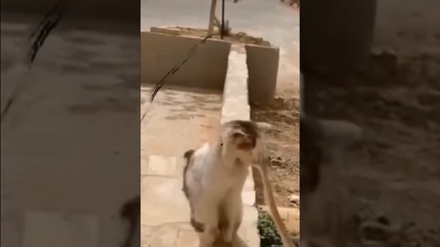 СУПЕРКОШКИ