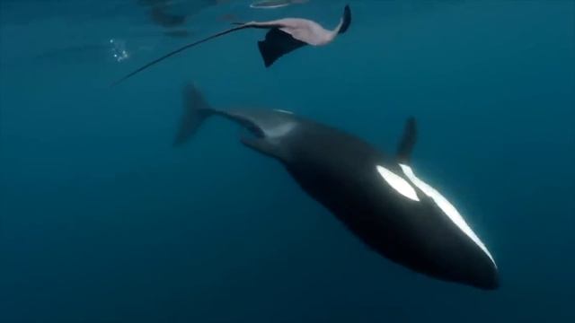 Даже Киты Боятся Это Безумное Животное смотреть онлайн