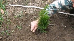 Посадка туи западной Смарагд