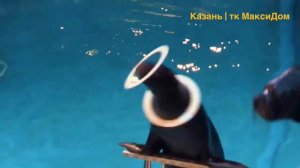 Цирковое шоу воды, огня и света