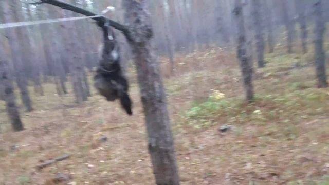 Питомник "Рабочие собаки", джек рассел терьер Джеки