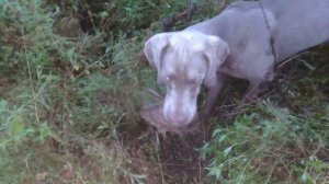 Охота с веймаранером. Первая охота молодой легавой. Добыча в восемь месяцев болотно-луговой дичи