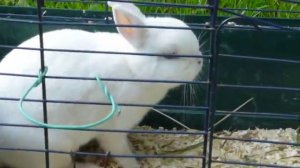 гермелин порода кроликов