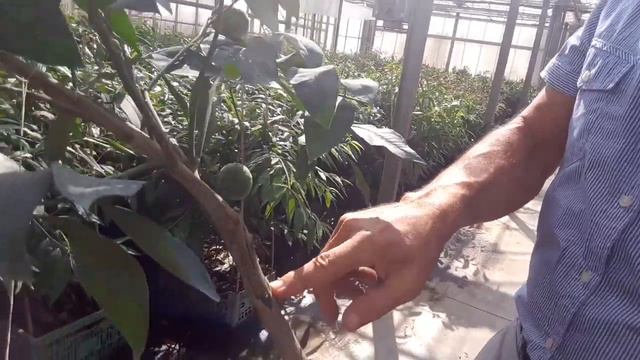 Quali agrumi scegliere se si abita al nord o comunque in zone con notti fredde? смотреть онлайн