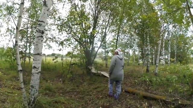 Пилим клены