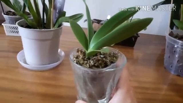 Очень легкая орхидея Мильтония САНСЕТ (Miltonia "Sunset") и небольшой обзор моих орхидей часть 1 смотреть онлайн