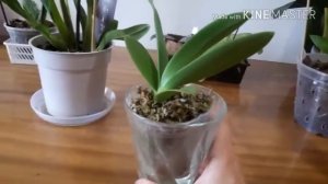 Очень легкая орхидея Мильтония САНСЕТ (Miltonia "Sunset") и небольшой обзор моих орхидей часть 1
