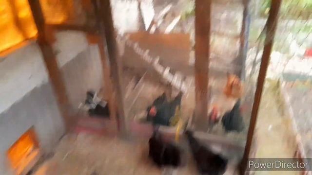 ‼️Витамины для Кур!/Что нашла На Заброшенной Даче....//Осенью для Кур Несушек!