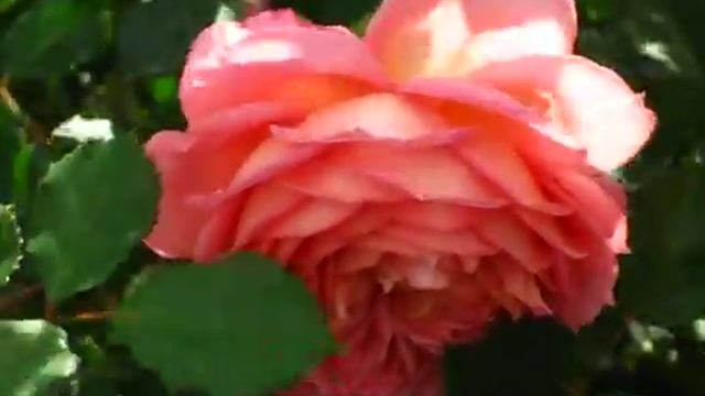 РОЗА "ДЖУБИЛИ СЕЛЕБРЕЙШИН"- www.parostok.prom.ua смотреть онлайн