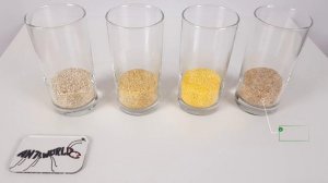 Жук Знахарь для Муравьев! Содержание, уход и кормление. AntsWorld