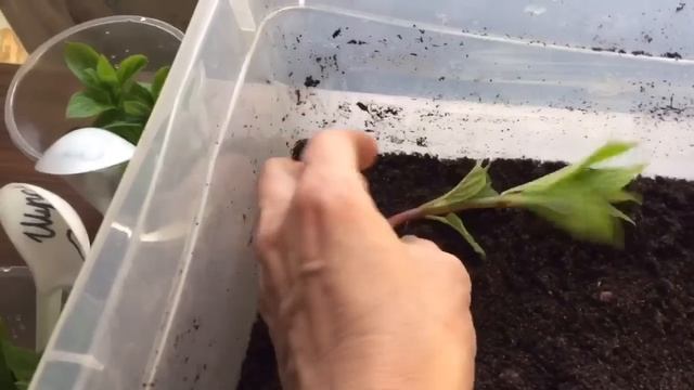 ЗЕЛЁНОЕ ЧЕРЕНКОВАНИЕ ГОРТЕНЗИЙ
