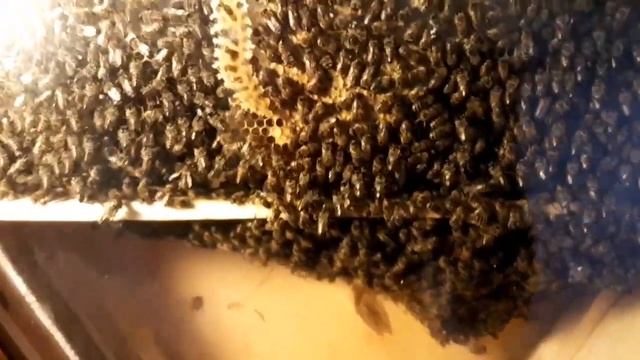 Стеклянный улей. Окончание сезона, закормка в зиму, ответы на вопросы. смотреть онлайн